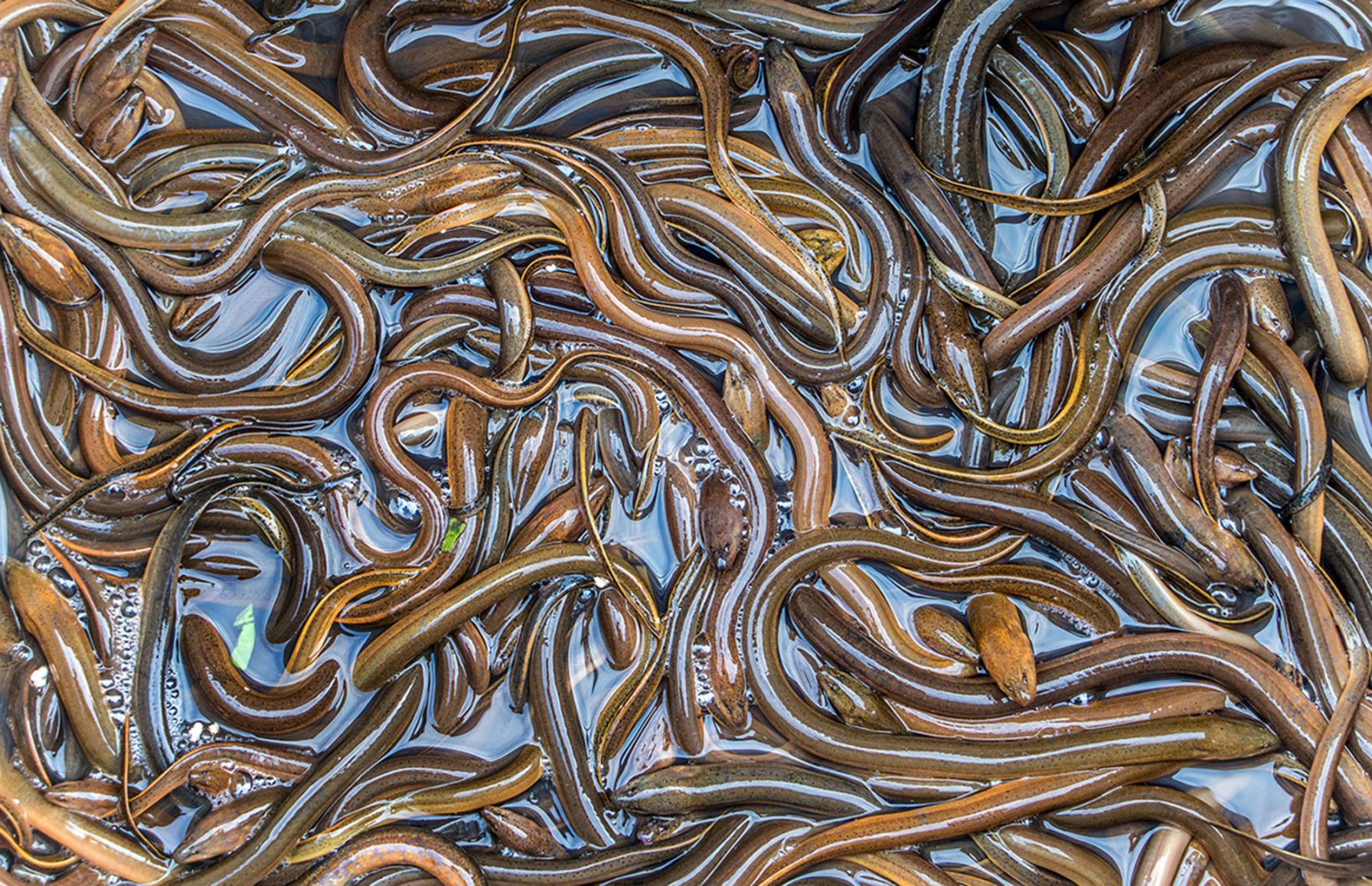 Asian Swamp Eel